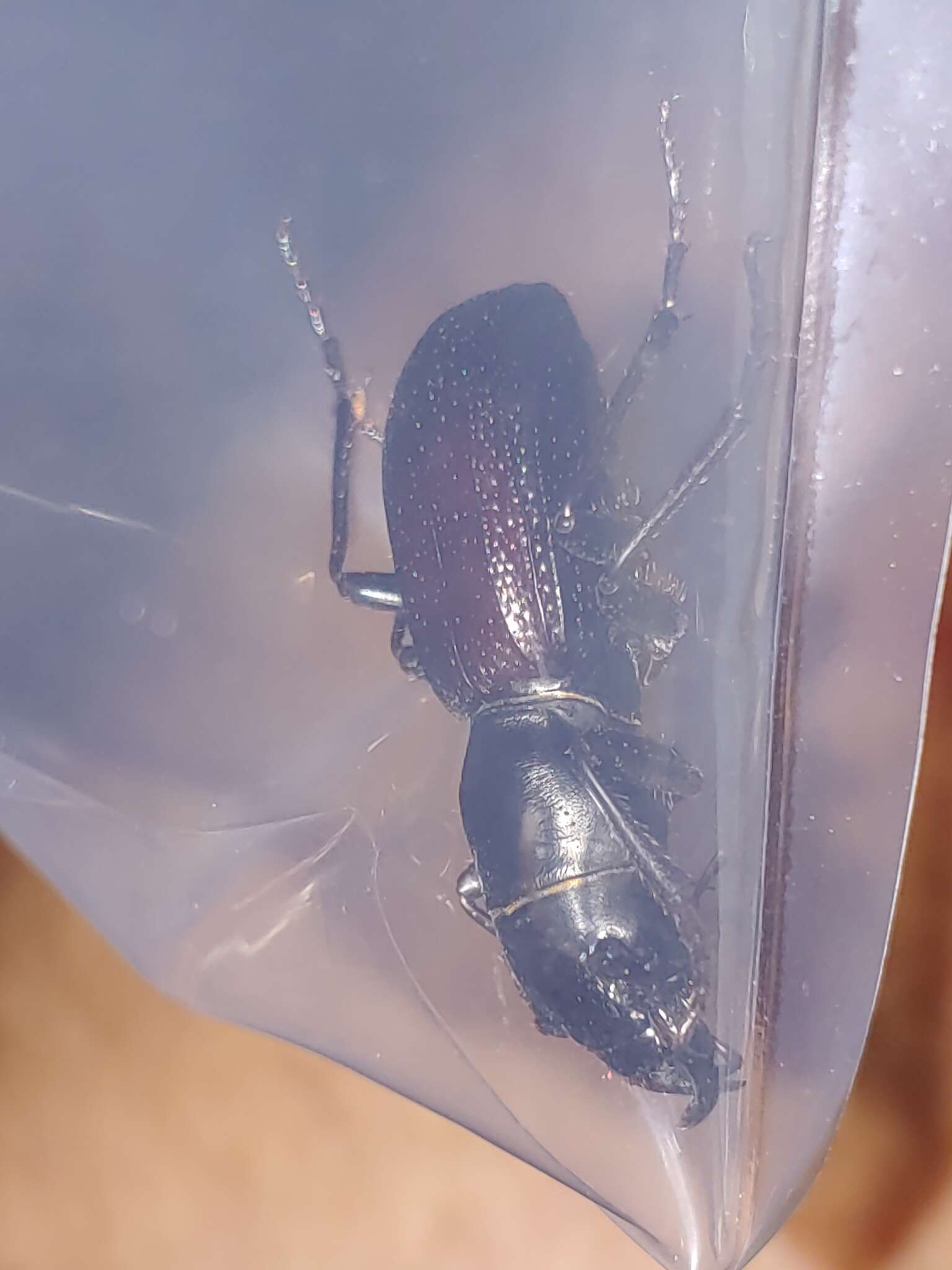 Image of Great Plains Giant Tiger Beetle