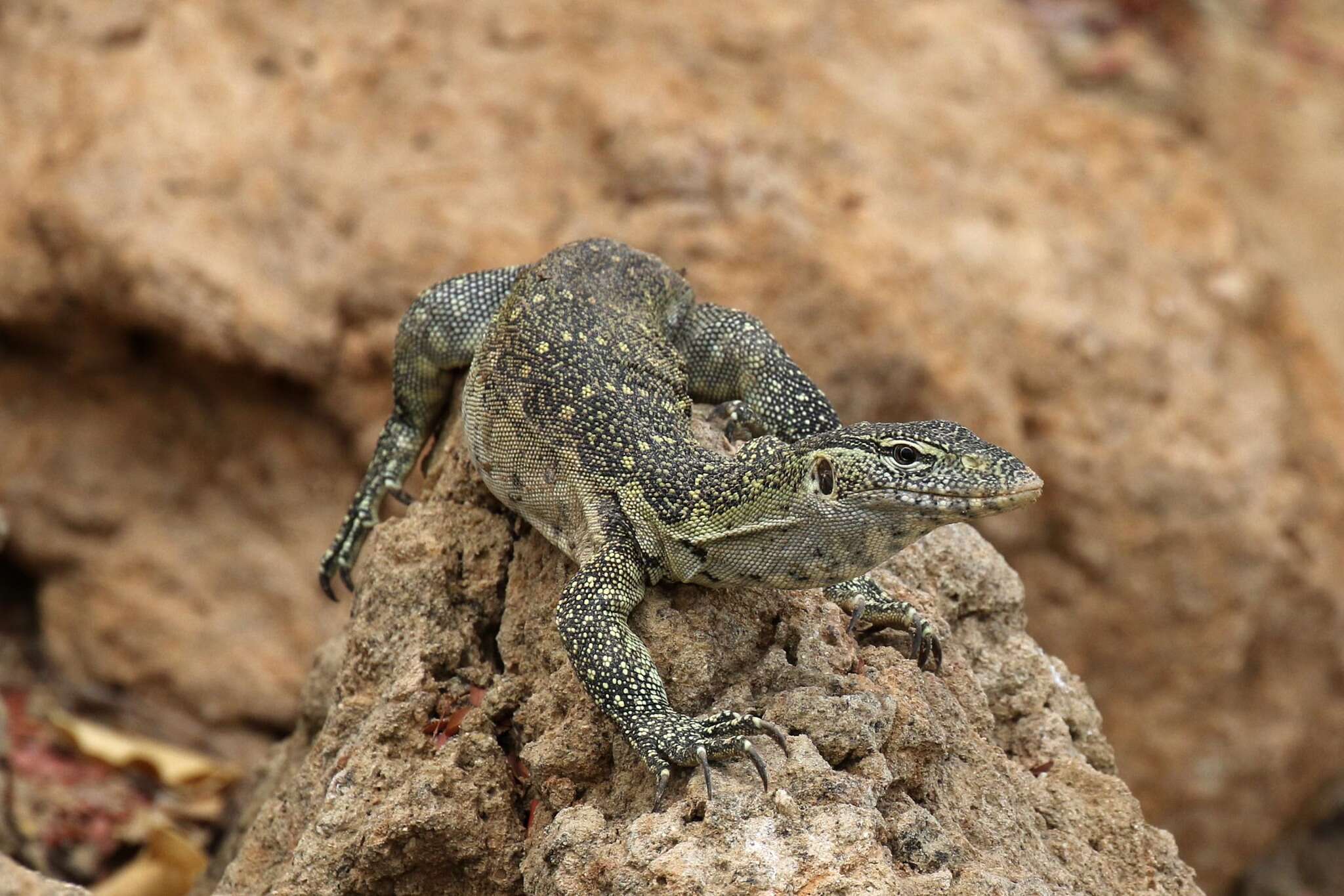 Image of Ornate monitor