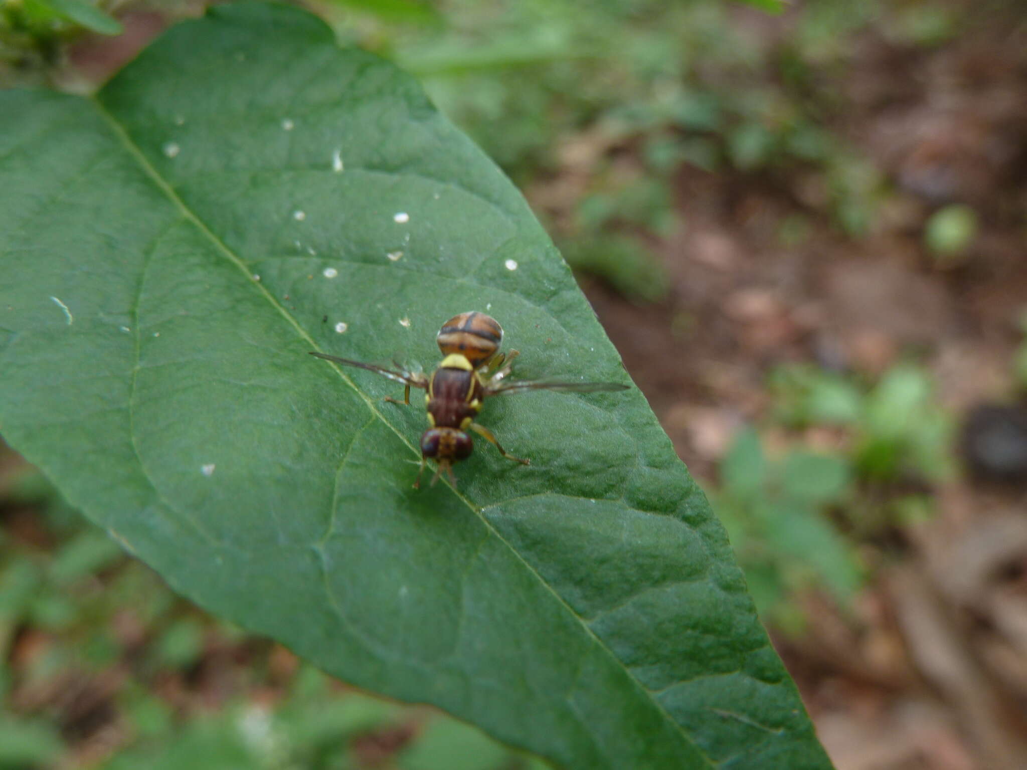 Image of Bactrocera invadens Drew, Tsuruta & White 2005