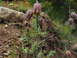 Image of Fritillaria lusitanica Wikstr.