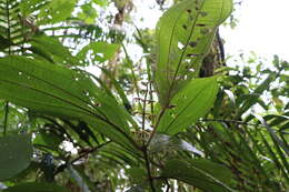 Image de Miconia albertobrenesii Gamba & Almeda