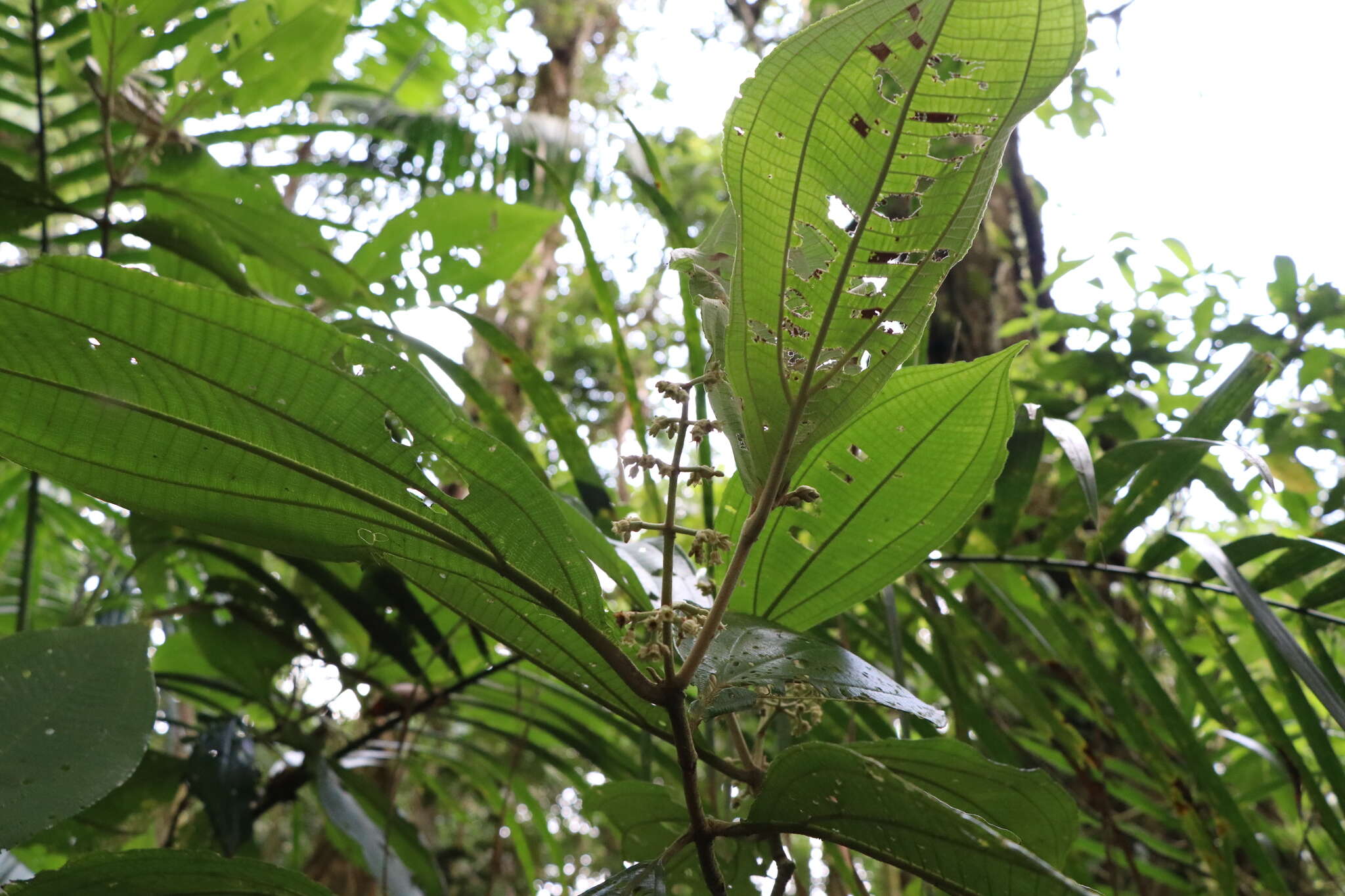 Image de Miconia albertobrenesii Gamba & Almeda