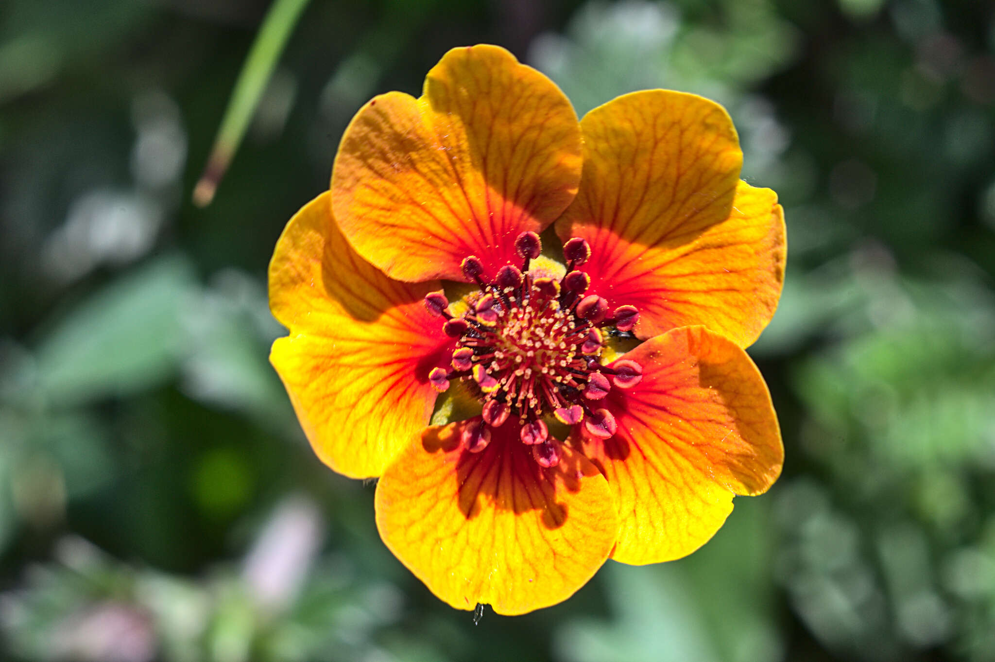 Image of Potentilla argyrophylla Wall.