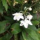 صورة Eucharis grandiflora Planch. & Linden