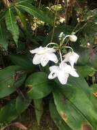 Image of Amazon lily