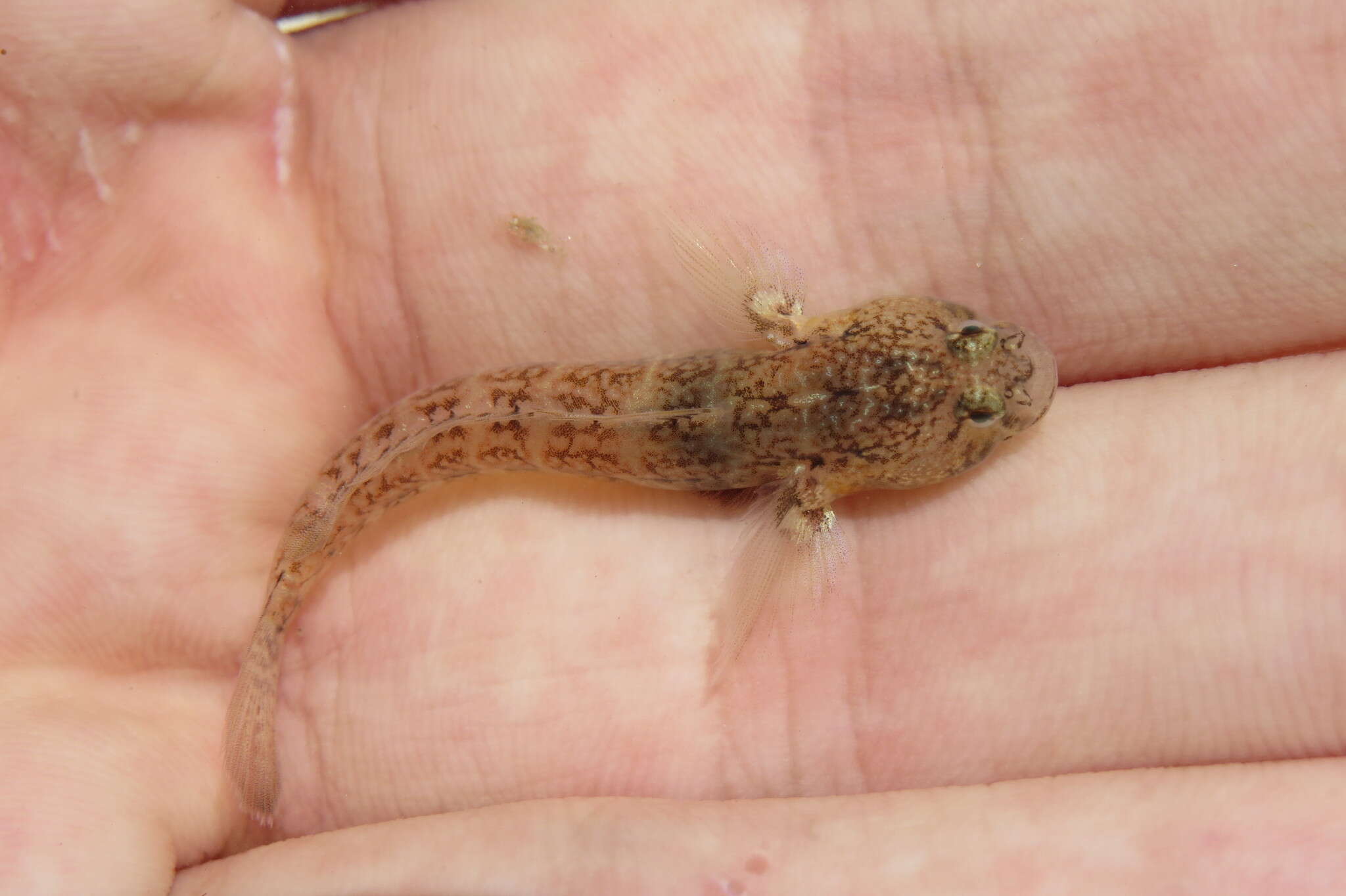 Image of Code goby