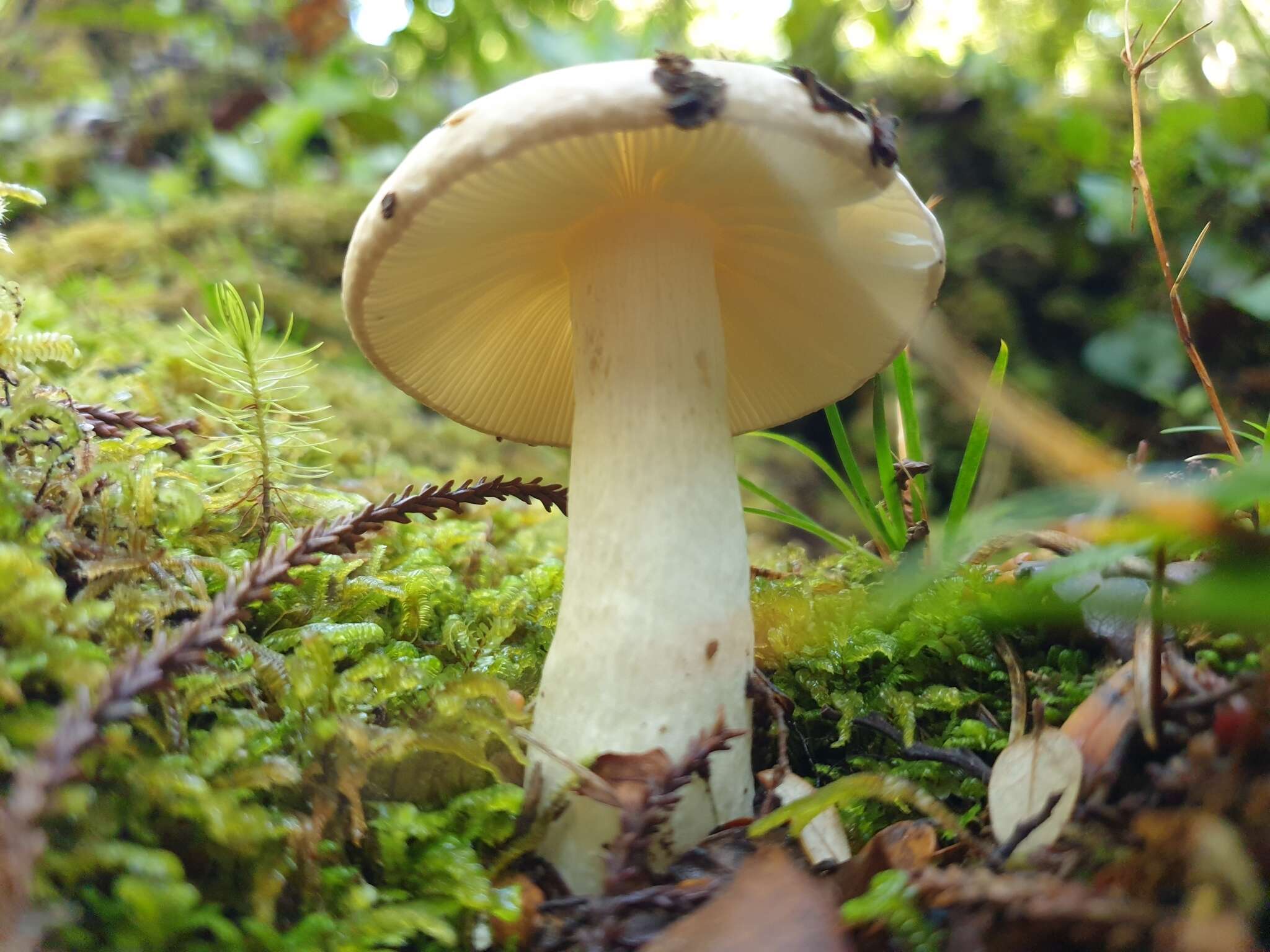 Sivun Russula purpureotincta McNabb 1973 kuva