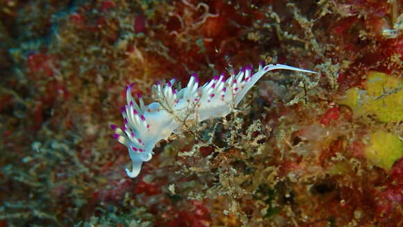 Image de Flabellina llerae Ortea 1989