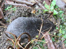 Image of Large Mole
