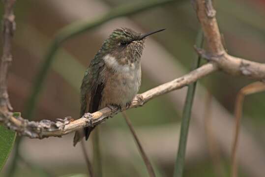 Image of Volcano Hummingbird