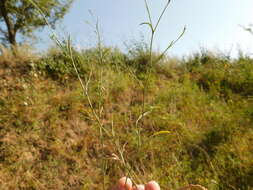 Image of Bupleurum marschallianum C. A. Mey.