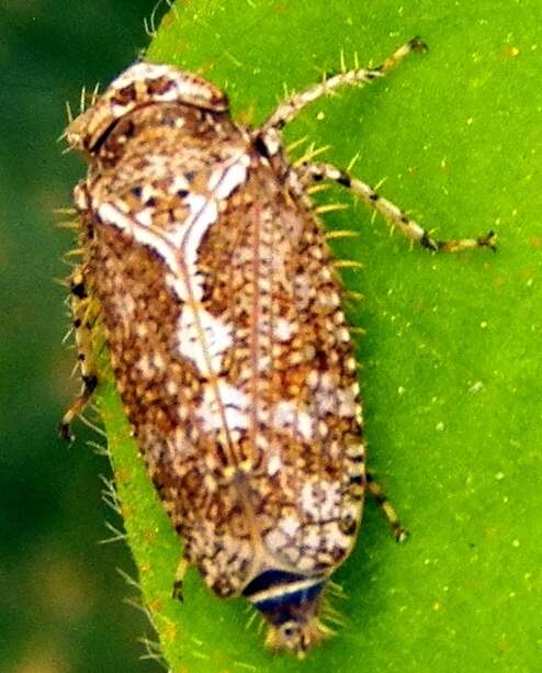 Sivun Texananus (Texananus) decorus Osborn & Ball 1897 kuva