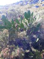 Image of <i>Opuntia bonaerensis</i>