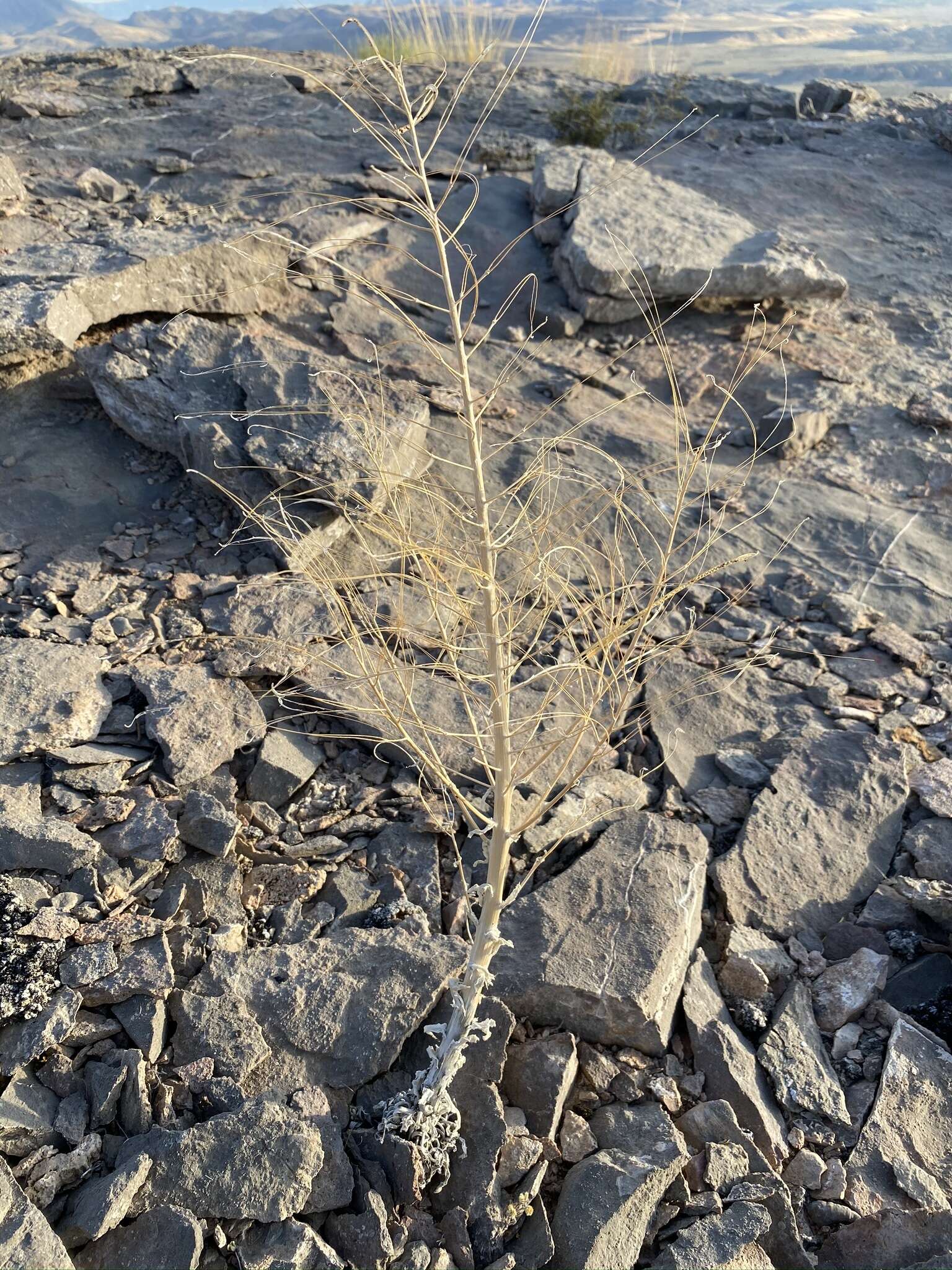 Image of Shockley's rockcress