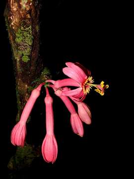 Слика од Passiflora amoena L. K. Escobar