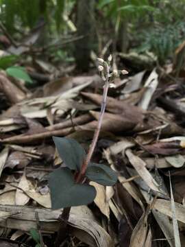 Image of Cheirostylis liukiuensis Masam.