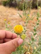 Plancia ëd Geraea viscida (A. Gray) Blake