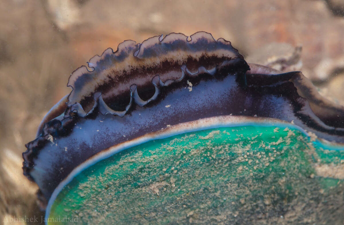 Image of Green mussel