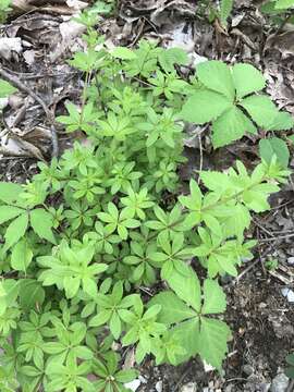 Image of fragrant bedstraw