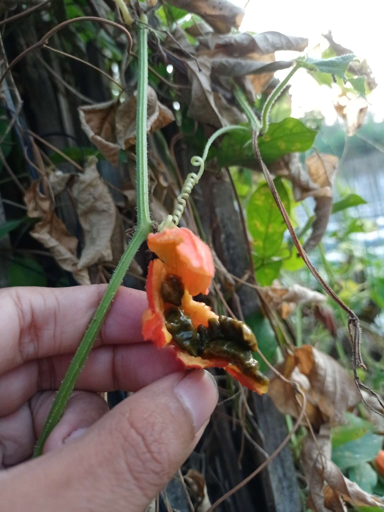 Image of Trichosanthes cochinchinensis (Lour.) M. Roem.