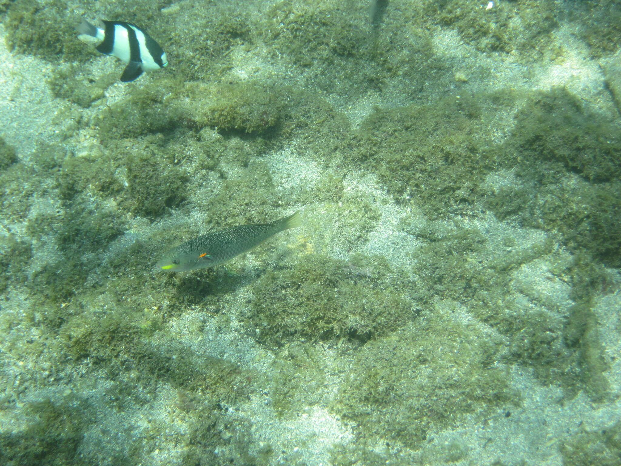 Image of Blue-lined wrasse