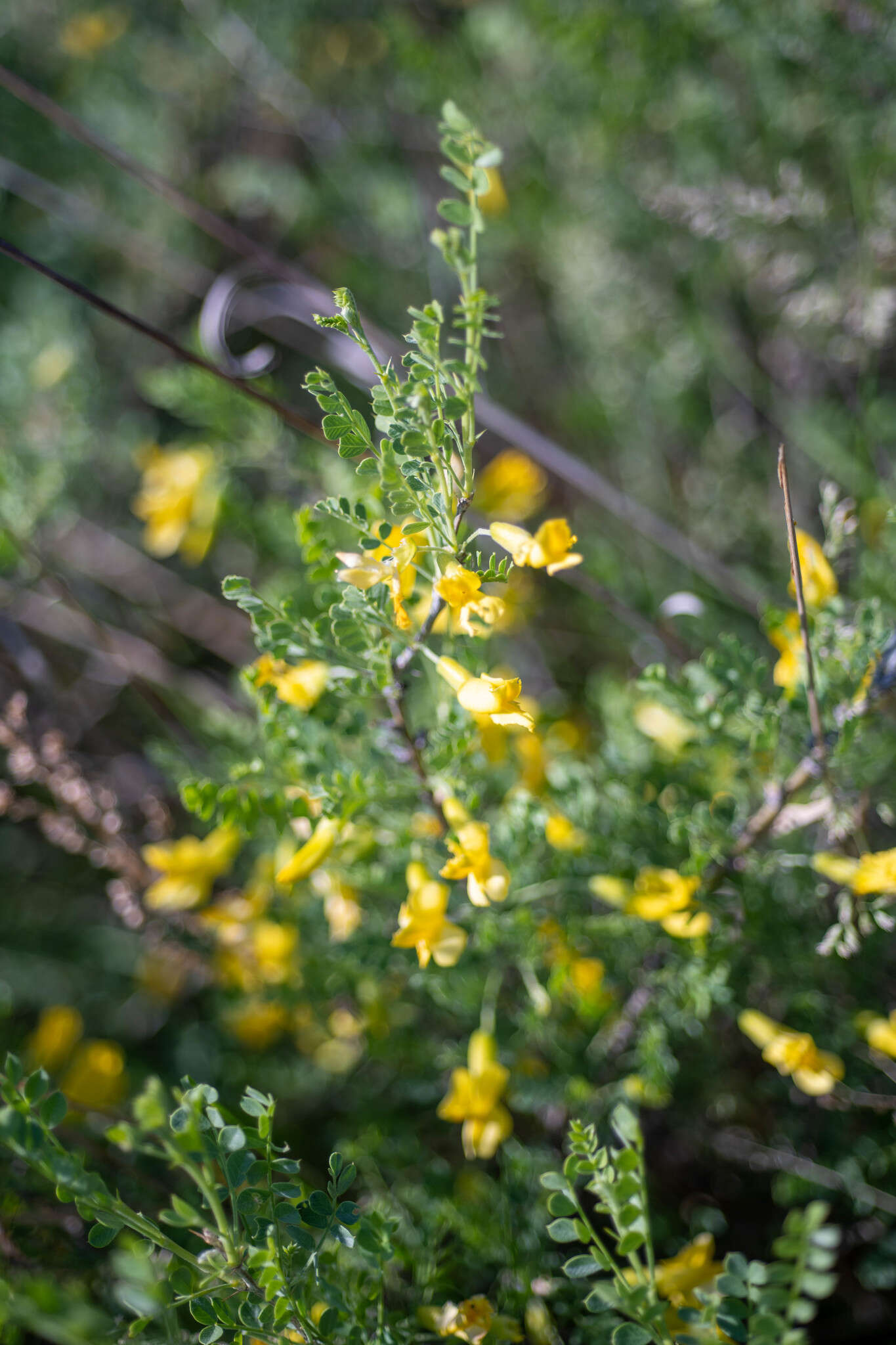 Image of Caragana buriatica Peschkova