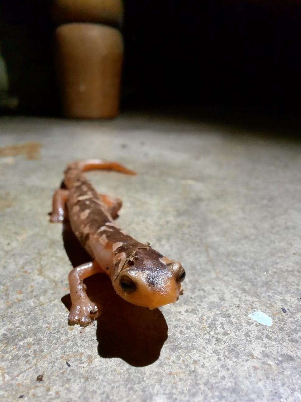 Imagem de Bolitoglossa flaviventris (Schmidt 1936)