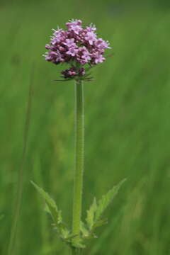 Plancia ëd Valeriana amurensis P. Smirn. ex Kom.