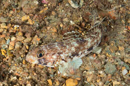 Image of Slender Goby