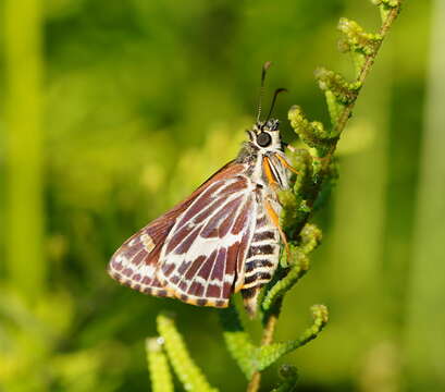 Hesperilla picta Leech 1815 resmi