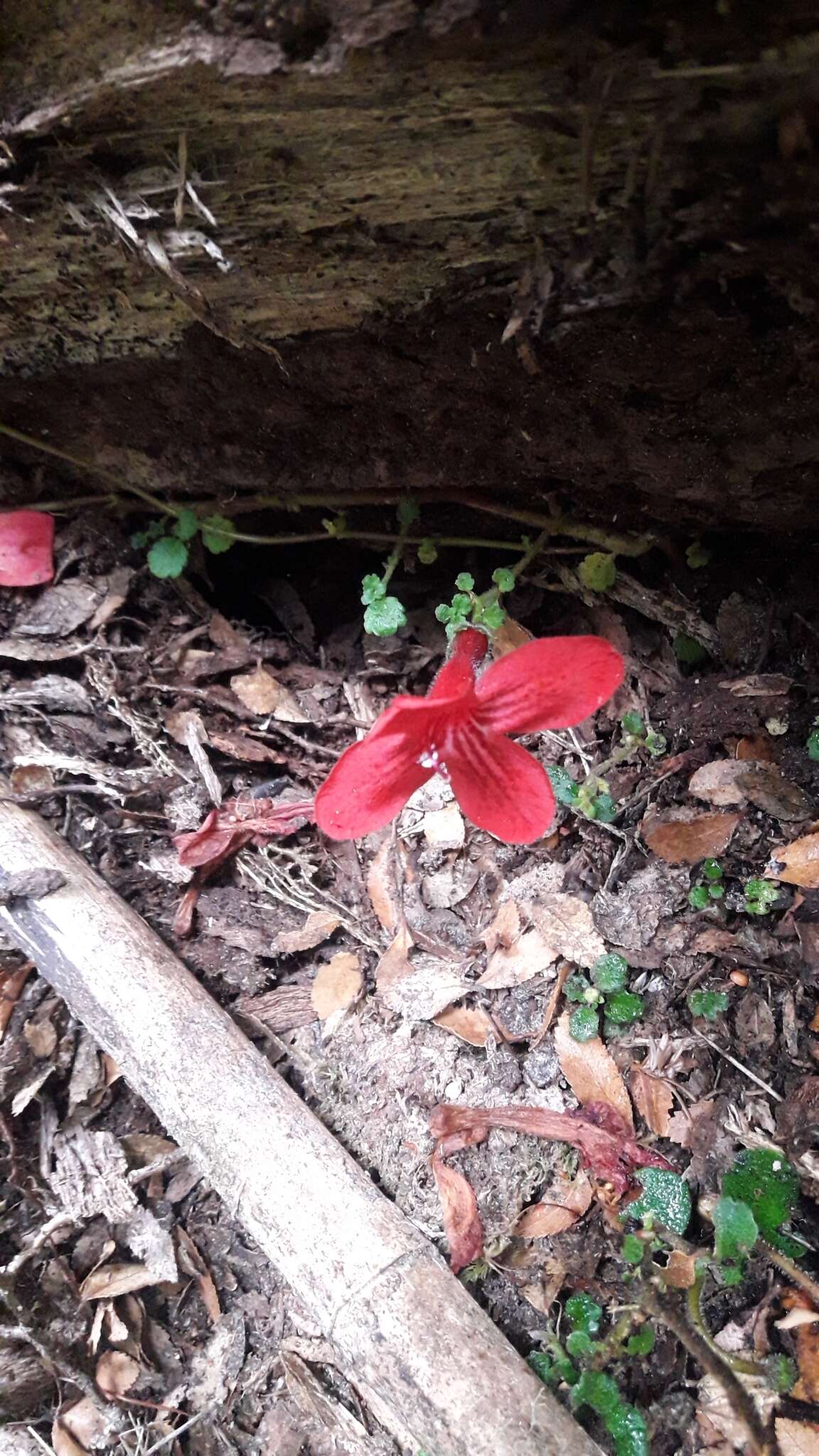 Imagem de Asteranthera ovata (Cav.) Hanst.