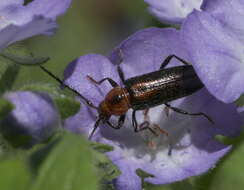 Image of Stenosphenus notatus (Olivier 1795)