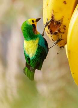 Image of Multicolored Tanager