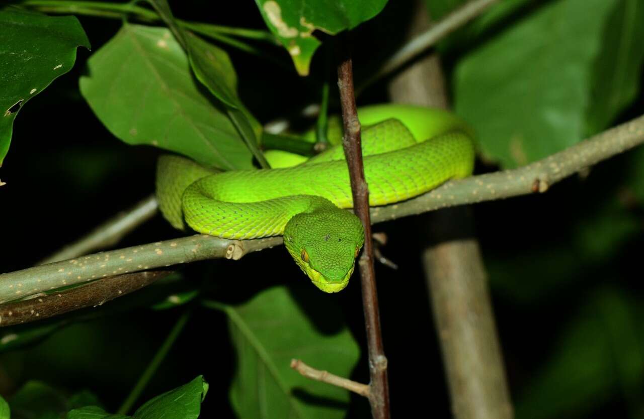 Image of Redtail (bamboo) Pit Viper