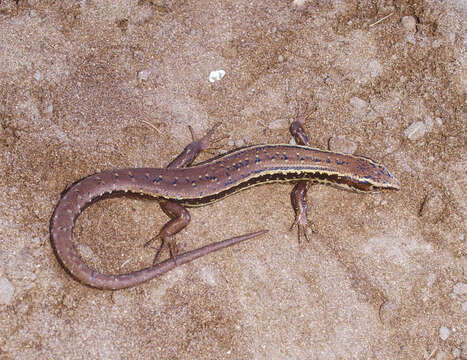 Image of Speckled Skink