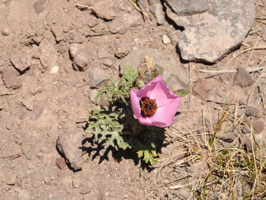 Plancia ëd Lecanophora heterophylla (Cav.) Krapov.