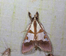 صورة Dausara marginalis