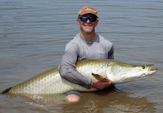 Image of Arapaima