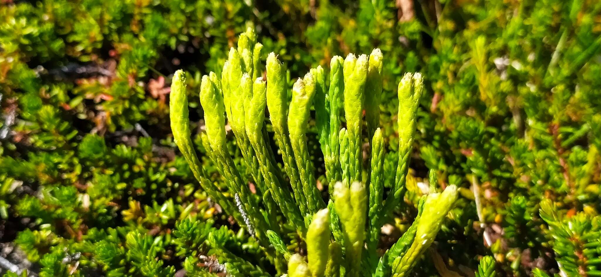 Image of clubmoss