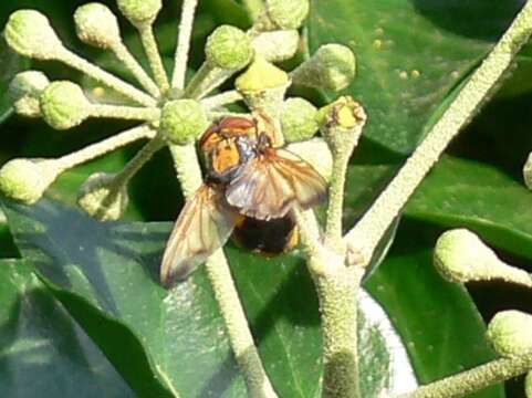 Image of Phasia aurigera (Egger 1860)