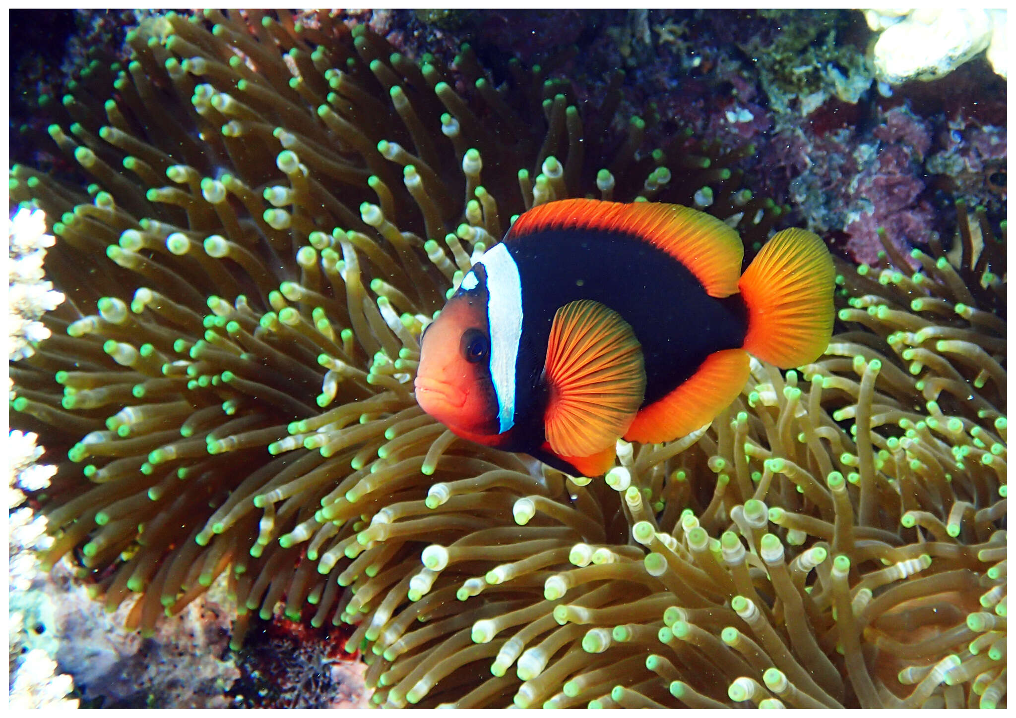 Image of Blackback anemonefish