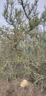 Image of smooth mountain mahogany