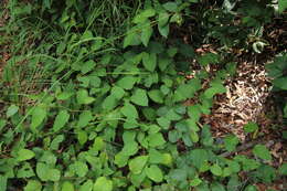 Image of kangaroo vine