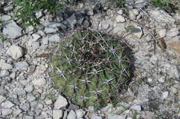 Image of Horse Crippler Cactus