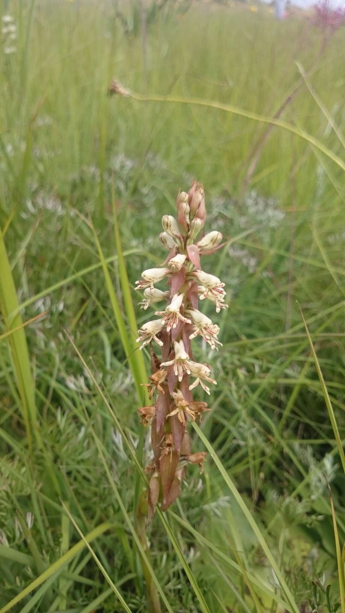 Image of Satyrium cristatum var. cristatum