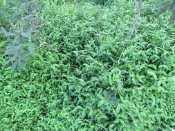Image of carpgrass