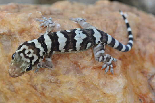 Image of Peraiba Gecko