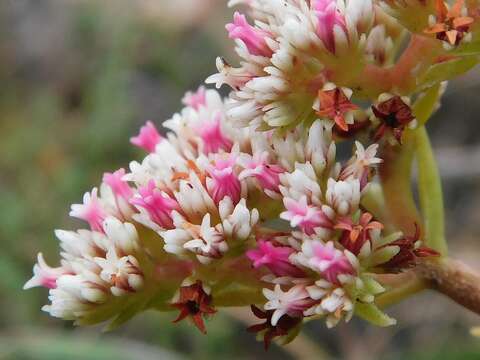 صورة Crassula subulata L.