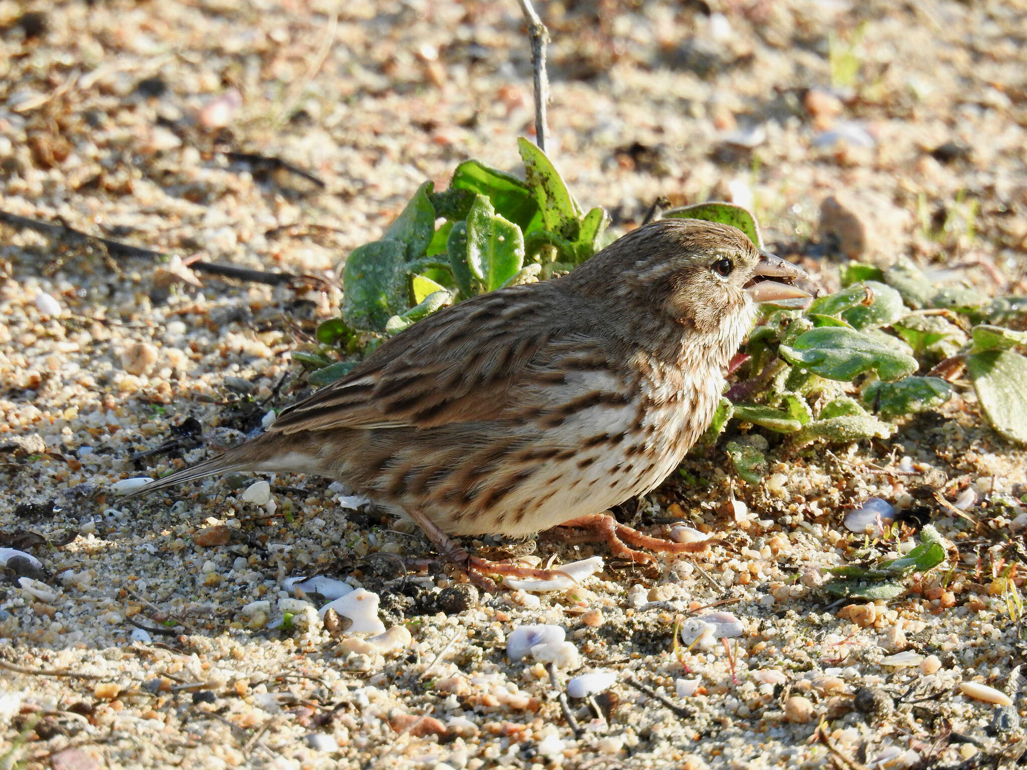 Passerculus sandwichensis rostratus (Cassin 1852) resmi