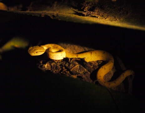 Image of Coffee Palm Viper